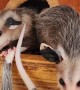 Clown Car: Baby Opossum Edition