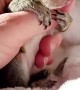 Bath Time for Baby Squirrel