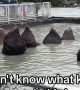 Sea Lions Soak In Summoning Circle