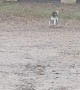 Springer Spaniel Happily Skips