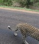 Leopard Brazenly Approaches Safari Vehicle
