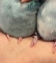 Pretty Parrotlets Preen Eachother