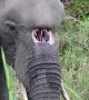Elephant With A Birth Defect Lives Happily
