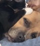 Kitten Grooms Dog's Ears