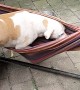Lucy Loves Her Hammock