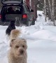 Doodles Dash Through Drifts Of Snow