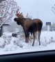 Mega Moose Munching
