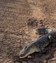 American Alligator Basking In Morning Sun
