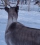Beautiful Reindeer's Adorable Happy Prance