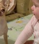 Baby and Dog Play Together