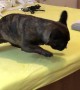 French Bulldog Battles Against the Vacuum
