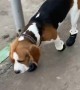 Dog Looks Silly Walking in Shoes