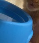 My Cat Doesn’t Know How to Drink Water
