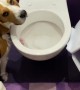 Archie Casually Breaks The Toilet