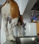 Snooping Dog Falls Off Kitchen Counter