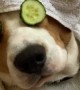 Dog Has a Spa Day