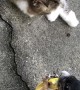 Squirrel and Cat Are Friends