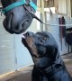 Rottweiler Gives Friendly Horse a Kiss