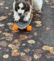 Dogs Love to Skateboard