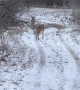 Bobcat Takes a Stroll With Two Bucks Trailing Behind