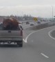 Taxidermied Bison Catches a Ride in Pickup Truck