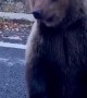 Bear Gets Fed From Car Window