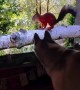 Dog loves watching his favorite Squirrel TV 