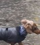 Dachshund Dresses for London Weather