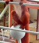 Red Squirrel Dances On Balcony