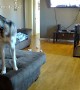 Husky Rips Couch Apart