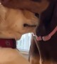 Pup shows love to other dog by adorably nibbling his face 