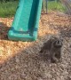 Rescued Racoon Plays In Her Pen