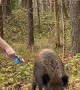 Boar Demands Treats