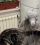 Sneaky parrot has fun \'bullying\' cat 