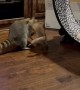 Racoon Gives Piggyback Ride To Fox Kit