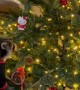 Raccoon Helps Decorate Christmas Tree