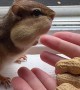 Chipmunk Fed A Feast