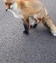 Curious Fox Meets Friendly Biker