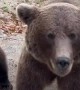 Beggar Bears On Romania's Transfagarasan Highway