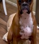 Boxer Dog Sits On Sibling