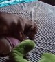 Dachshund Caught Humping Toy