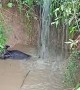 Buffalo Calf Rescued From Flooding Hole