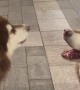 Malamutes Sing Along With Passing Ambulance