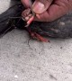 Rescuing A Pigeon Tangled Up With String