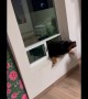 Persistent Pupper Barely Manages To Squeeze Through Window