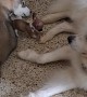 Chihuahua Puppy Tries to Play With Huskies