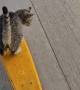 She Was A Skater Cat, She Said See You Later Cat