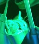Cat Stashed in Purse at the Club