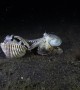 Octopuses Battle Over Shell