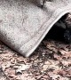 Black Bear Plays With Rug